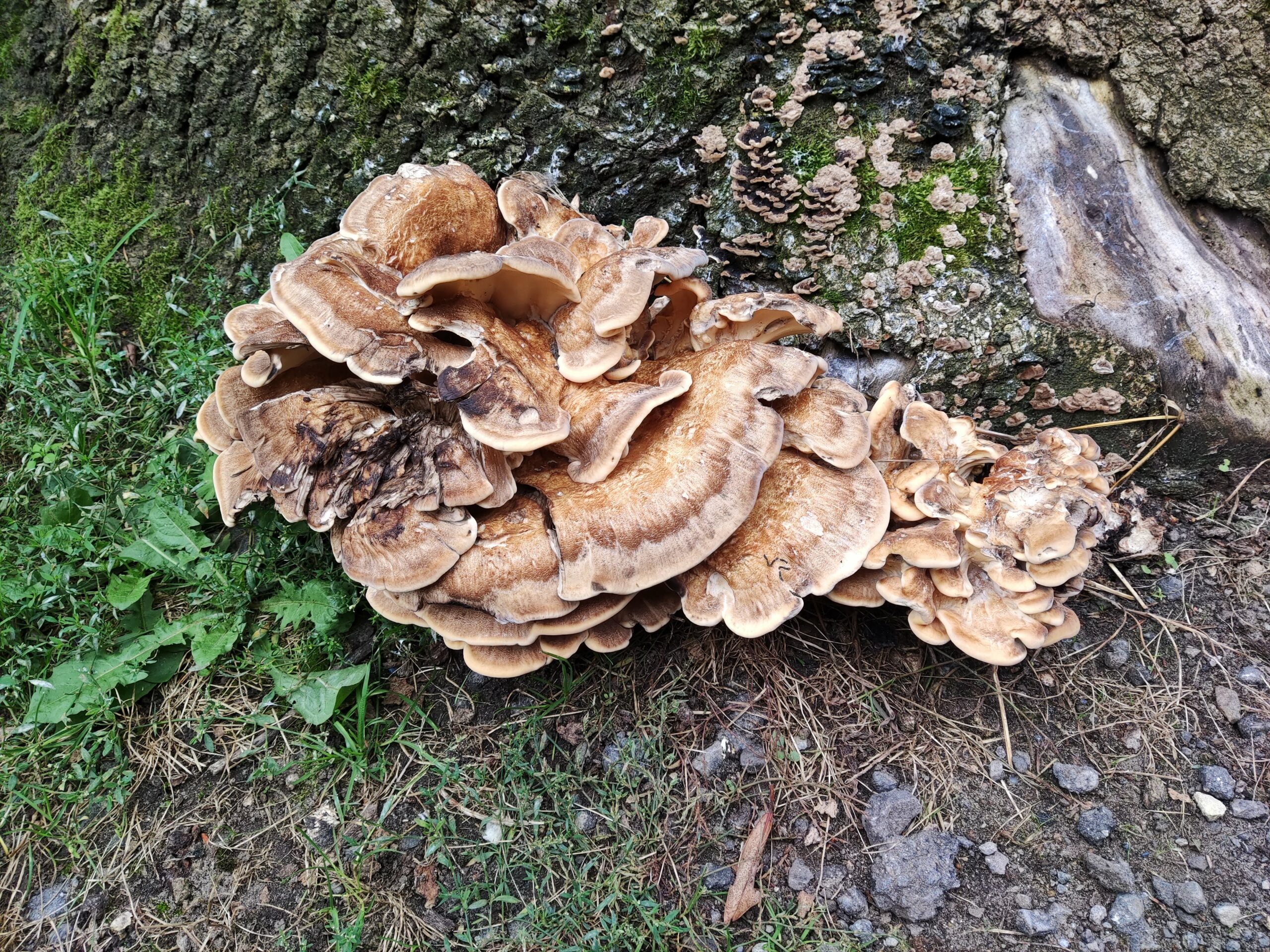 Pilze an Bäumen Baum des Tages