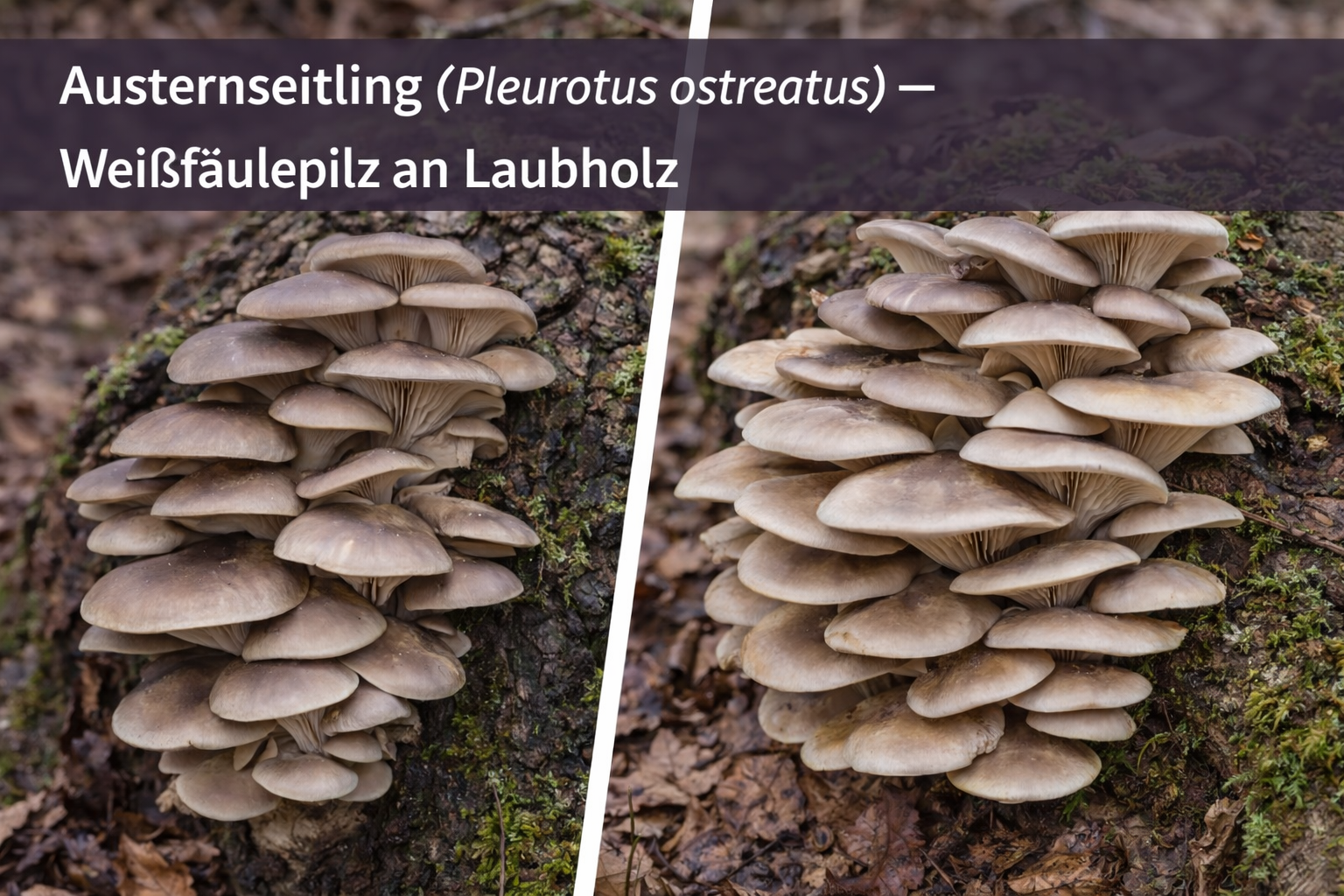 Austernseitling (Pleurotus ostreatus) mit muschelartigen, grauen Fruchtkörpern an einem Laubbaumstamm