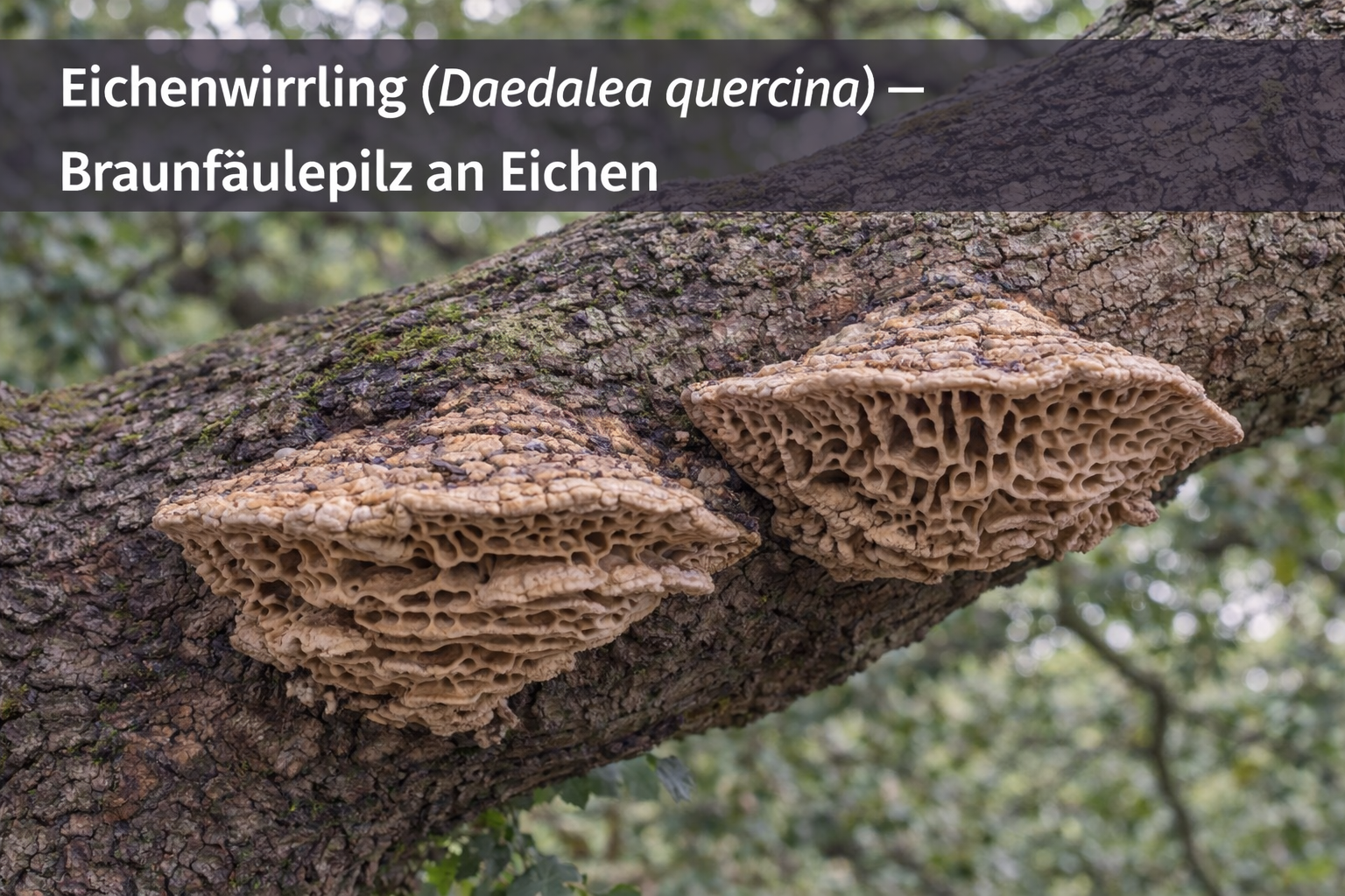 Eichenwirrling (Daedalea quercina) mit charakteristisch labyrinthartigen Poren an einem Eichenstamm