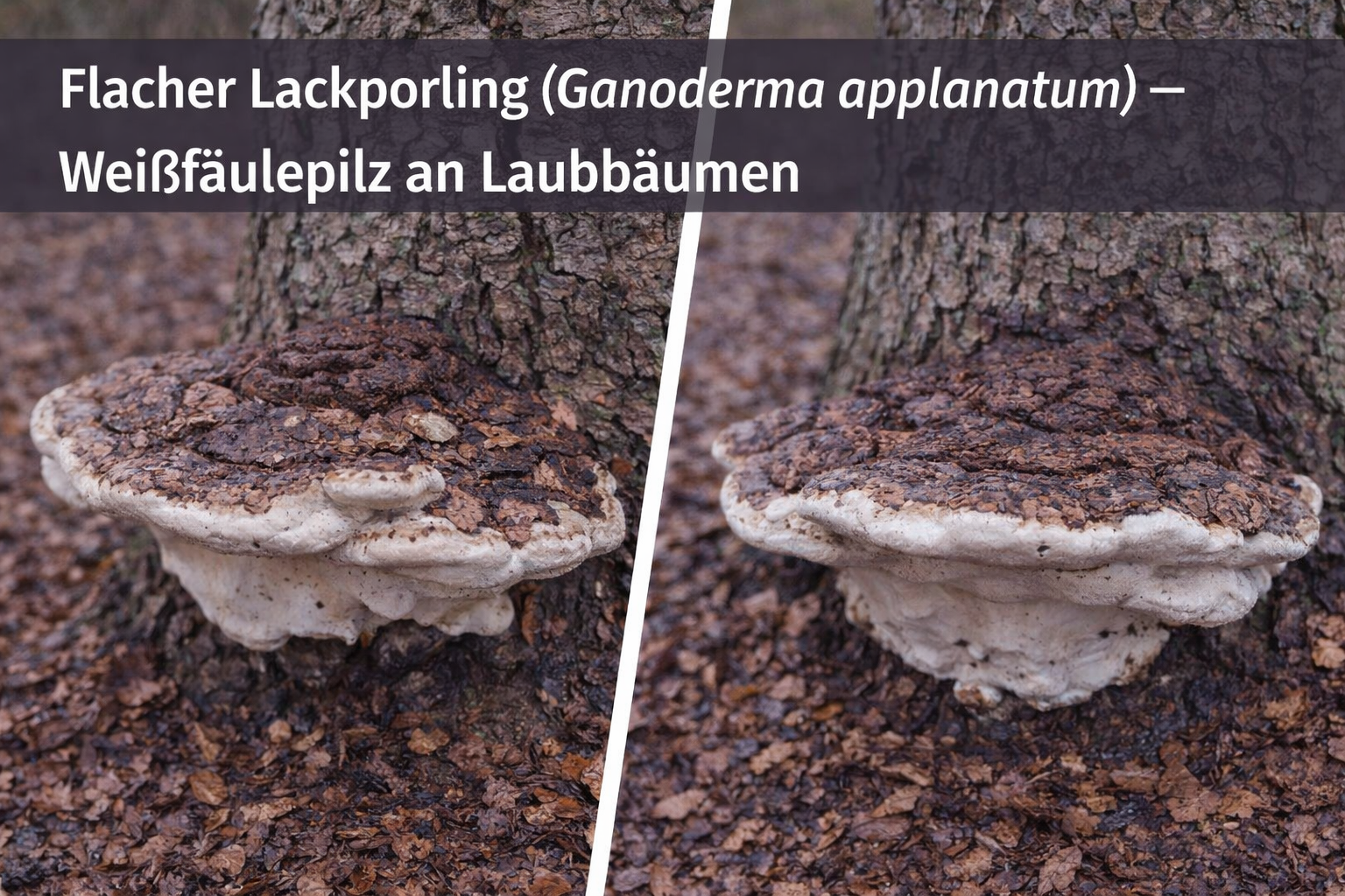 Flacher Lackporling (Ganoderma applanatum) mit großen, flachen Fruchtkörpern am Stamm eines Laubbaumes