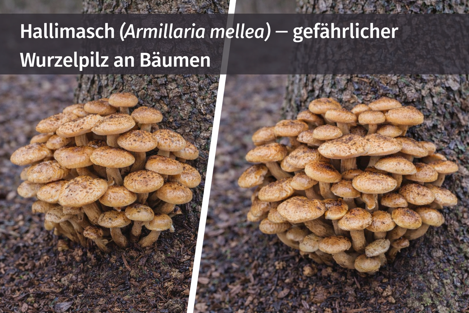 Hallimasch (Armillaria mellea) mit honiggelben Fruchtkörpern am Stammfuß eines Baumes