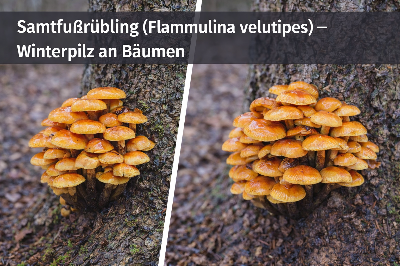 Samtfußrübling (Flammulina velutipes) mit gelb-orangefarbenen Fruchtkörpern an einem Laubbaumstamm im Winter