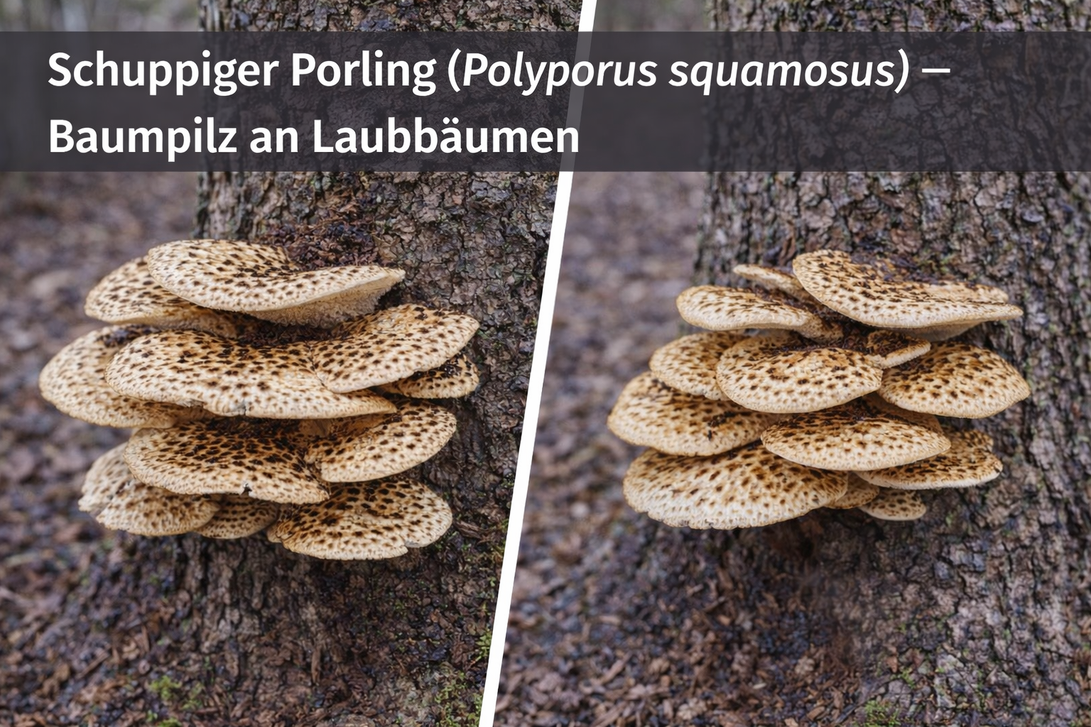Schuppiger Porling (Polyporus squamosus) mit großem, hellen Fruchtkörper und dunkler Schuppenzeichnung an einem Laubbaumstamm