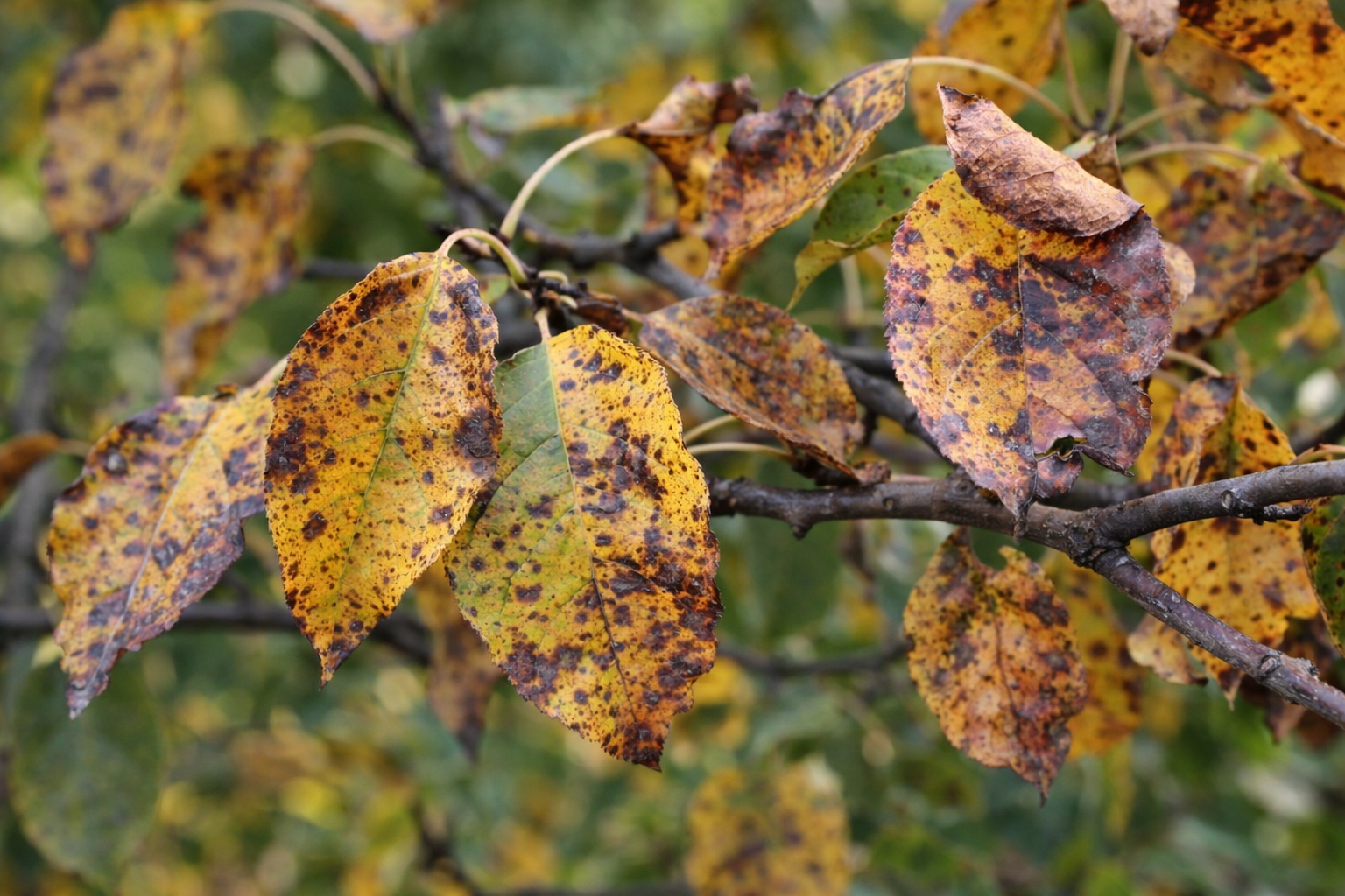 Baum Blätter verfärben sich