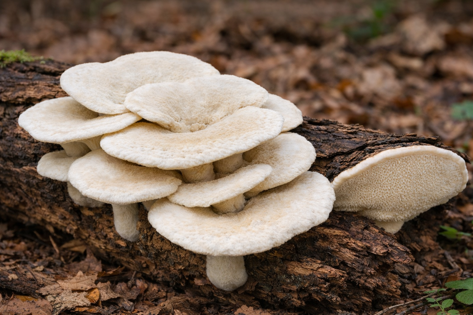 Duft-Tramete (Trametes suaveolens) mit hellen, konsolenförmigen Fruchtkörpern an abgestorbenem Weidenholz