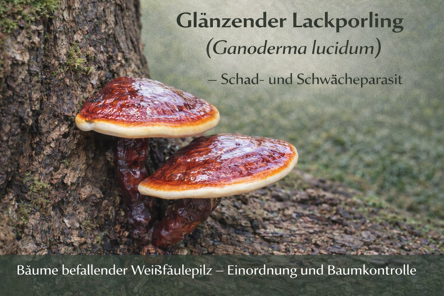 Glänzender Lackporling (Ganoderma lucidum) mit glänzend rotbraunen Fruchtkörpern am Baumstamm