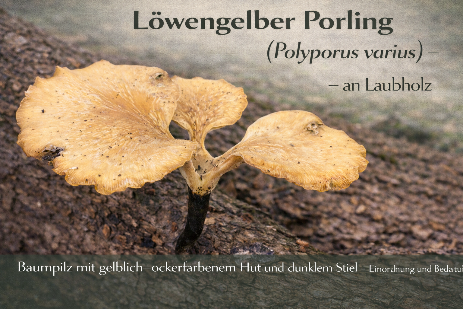 Löwengelber Porling (Polyporus varius) mit gelblich-ockerfarbenem Hut und dunklem Stiel an abgestorbenem Laubholz