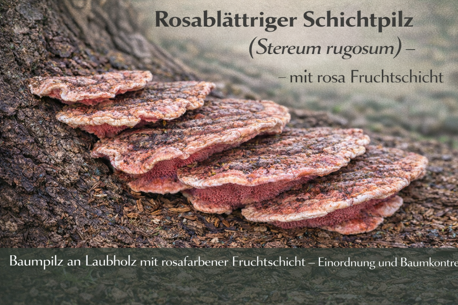 Rosablättriger Schichtpilz (Stereum rugosum) mit rosafarbener Fruchtschicht an abgestorbenem Laubholz