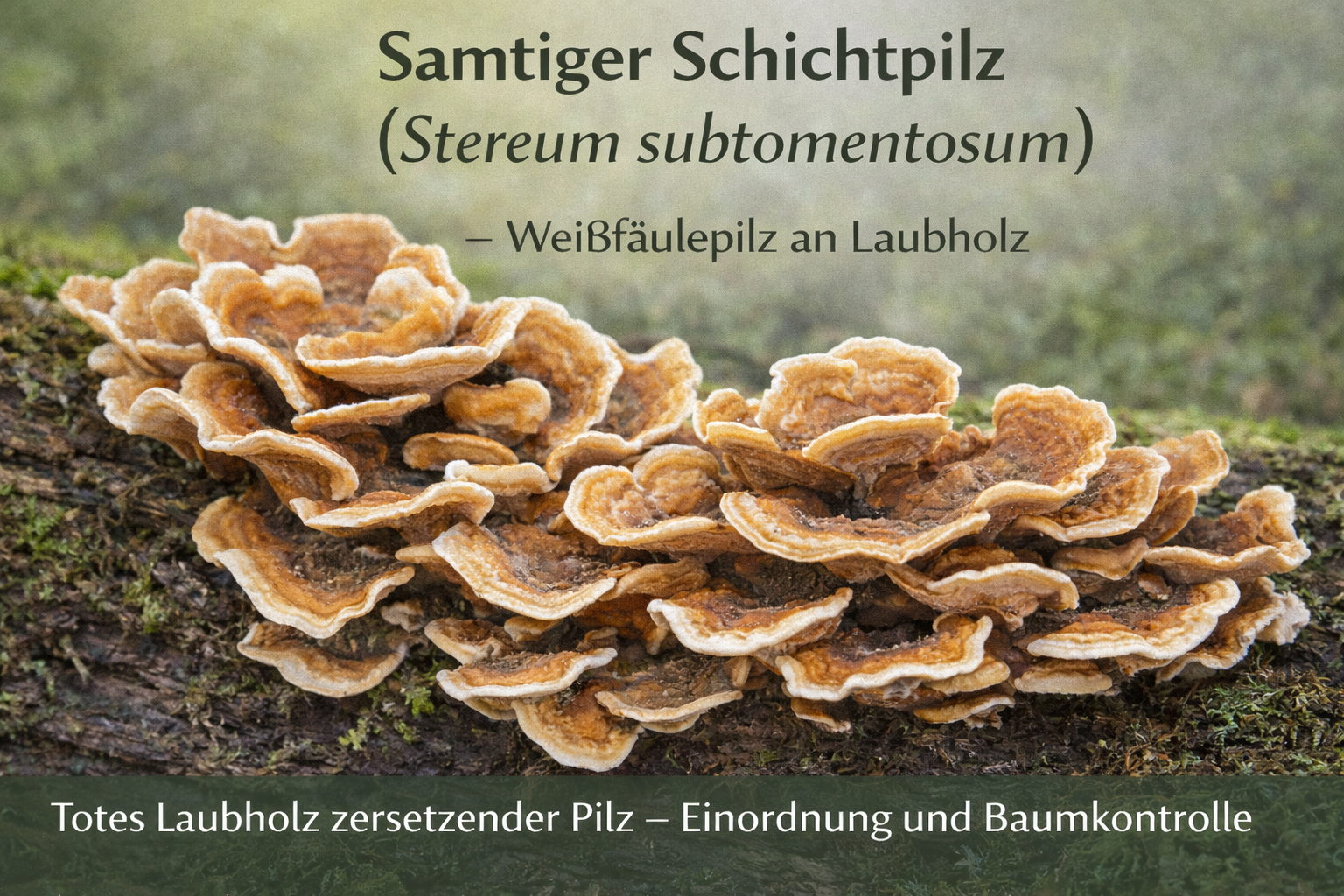 Samtiger Schichtpilz (Stereum subtomentosum) an abgestorbenem Laubholz
