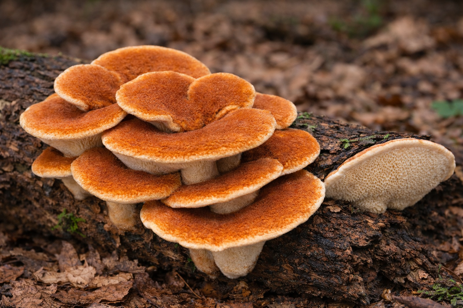 Zimtfarbener Weichporling (Hapalopilus rutilans) mit zimtfarbenen Fruchtkörpern an abgestorbenem Laubholz