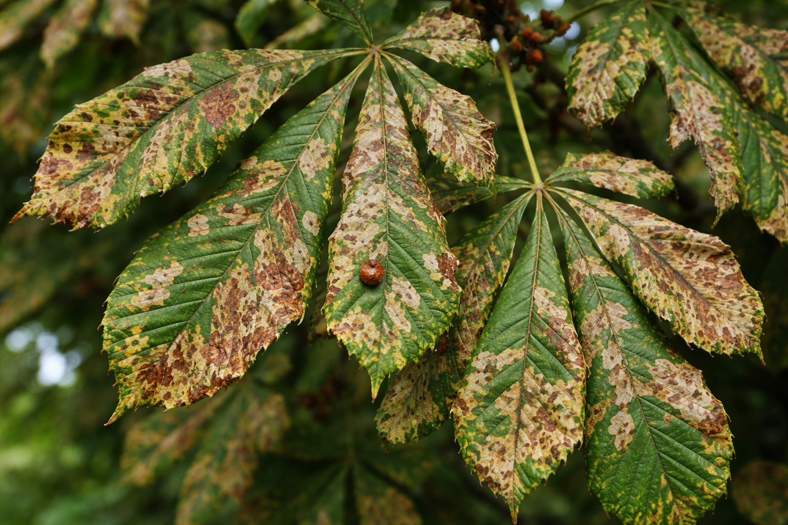 Rosskastanienblatt mit starkem Befall durch die Rosskastanien-Miniermotte (Cameraria ohridella) mit braunen Fraßminen
